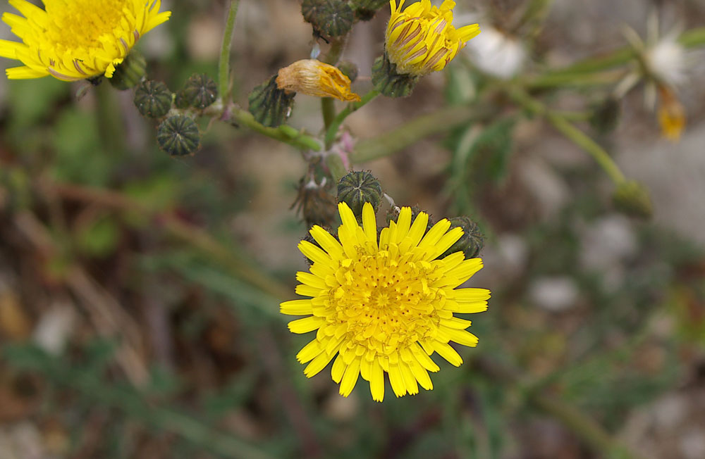 Sonchus asper